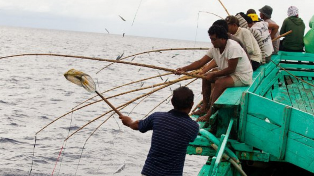 Eight Indonesian one-by-one tuna fisheries embark upon MSC certification