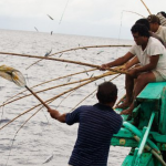 Eight Indonesian one-by-one tuna fisheries embark upon MSC certification