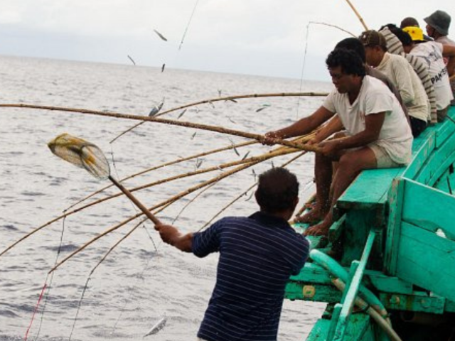 Eight Indonesian one-by-one tuna fisheries embark upon MSC certification