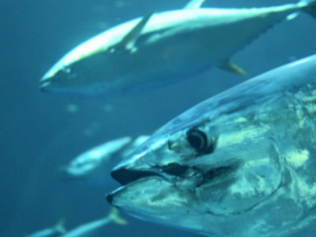 Sharing best-practice: IPNLF & ISSF launch first practical reference guide for pole-and-line fishing