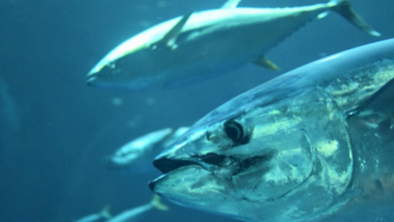 Sharing best-practice: IPNLF & ISSF launch first practical reference guide for pole-and-line fishing