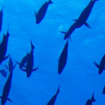 Human Rights at Sea: The Role of a Fisheries Observer, by Martin Purves