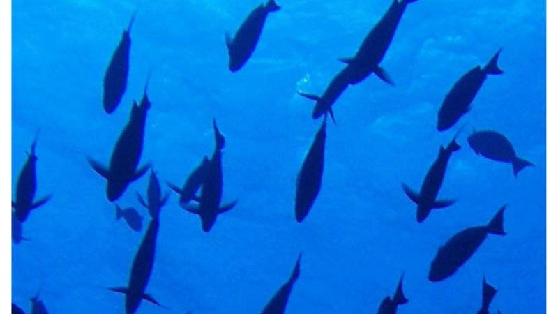 Human Rights at Sea: The Role of a Fisheries Observer, by Martin Purves