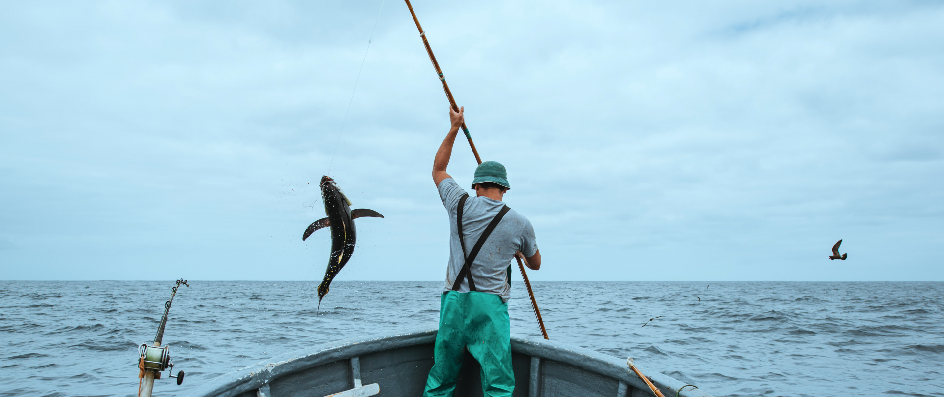 IPNLF The Green Fish Company, St Helena, as its newest member