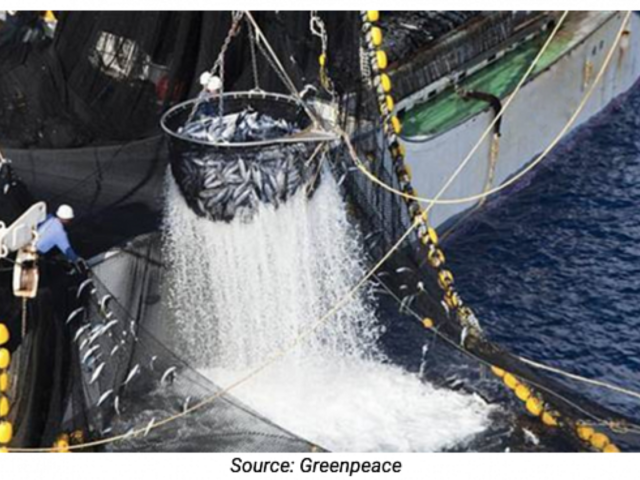 IPNLF position on IOTC Resolution 19/01 – On an interim plan for rebuilding the Indian Ocean yellowfin tuna stock in the IOTC area of competence