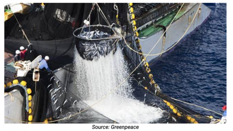 IPNLF position on IOTC Resolution 19/01 – On an interim plan for rebuilding the Indian Ocean yellowfin tuna stock in the IOTC area of competence