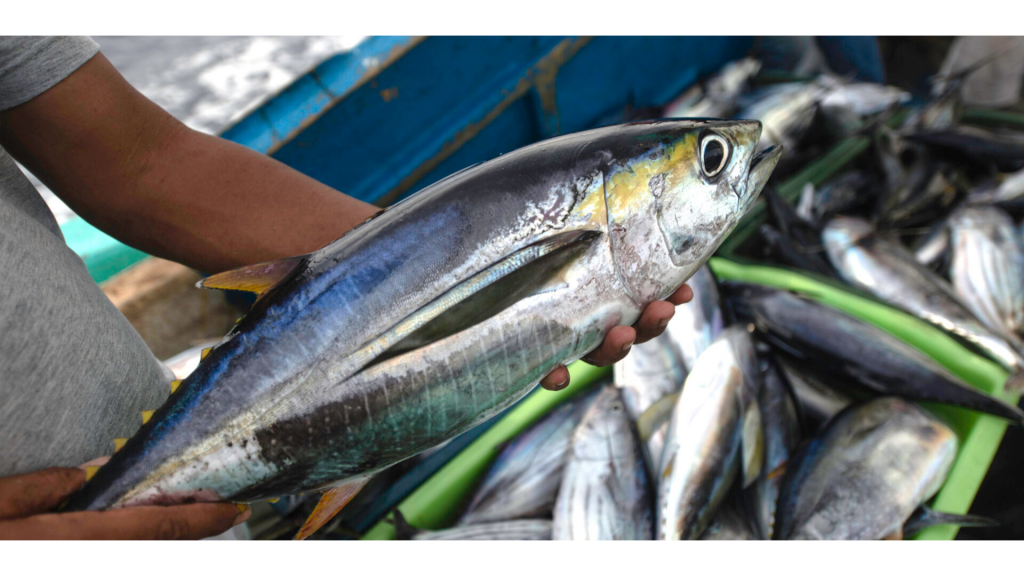 IPNLF calls on IOTC to take decisive action on yellowfin stock rebuilding at Special Session in early 2021