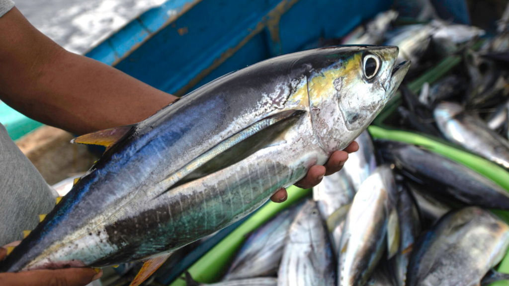 IPNLF calls on IOTC to take decisive action on yellowfin stock rebuilding at Special Session in early 2021
