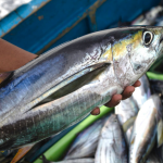 IPNLF calls on IOTC to take decisive action on yellowfin stock rebuilding at Special Session in early 2021