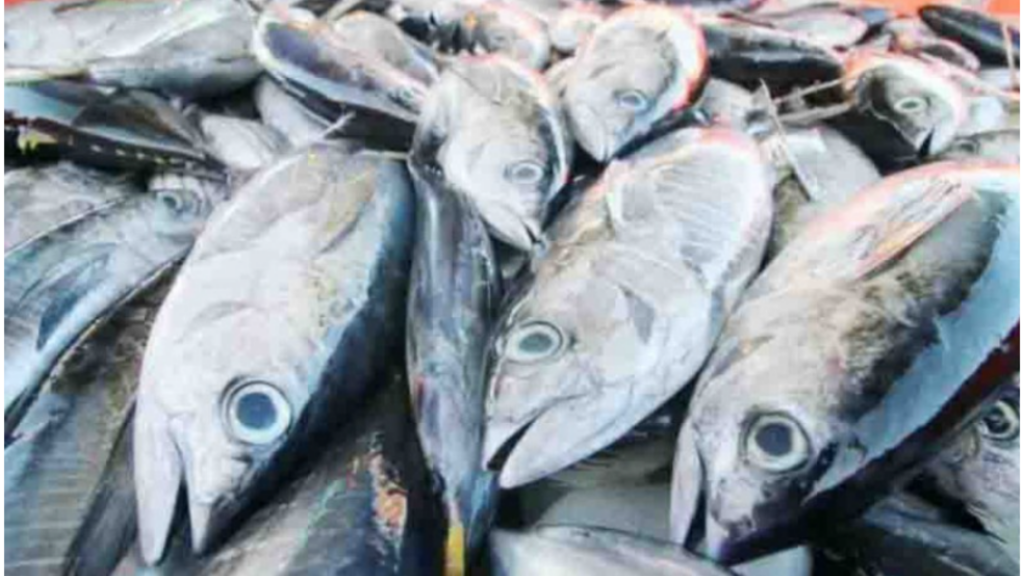 RI Tuna Products Receive Global Standard Certification
