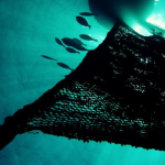 More than 100 organisations call for urgent curb on destructive drifting-FADs to rebuild tuna stocks and protect fragile marine ecosystems