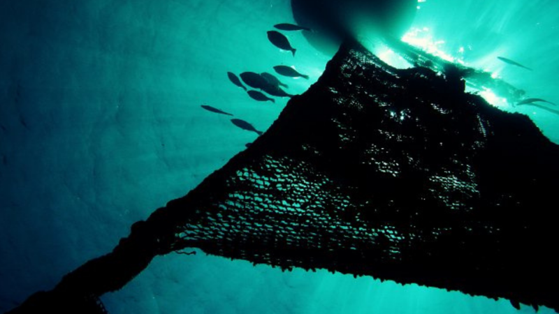 More than 100 organisations call for urgent curb on destructive drifting-FADs to rebuild tuna stocks and protect fragile marine ecosystems