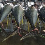 Joint statement in advance of the 25th Session of the Indian Ocean Tuna Commission