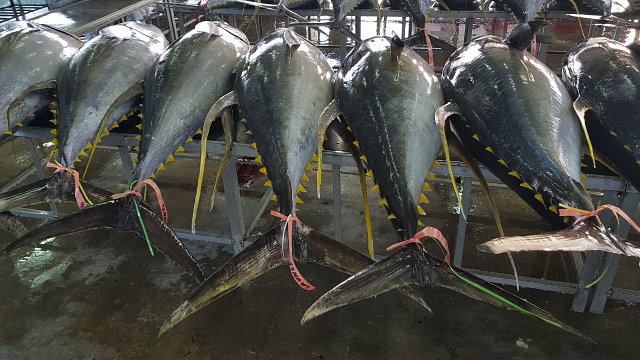 Joint statement in advance of the 25th Session of the Indian Ocean Tuna Commission