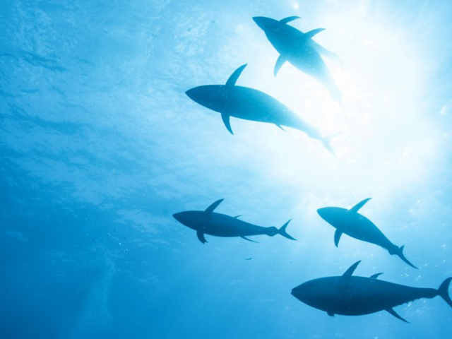 IPNLF disappointed by latest IOTC outcomes, urges accelerated progress