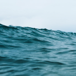 Joint NGO Statement on the urgency of adopting an interim plan for rebuilding the Indian Ocean yellowfin tuna stock