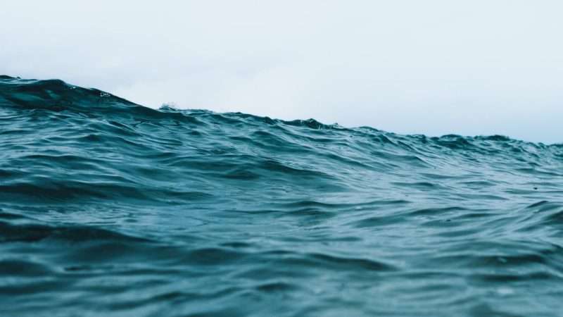 Joint NGO Statement on the urgency of adopting an interim plan for rebuilding the Indian Ocean yellowfin tuna stock