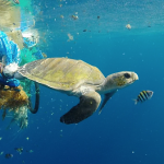 Turning the tide on ghost gear