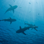 Statement from SHARKPROJECT International and International Pole & Line Foundation