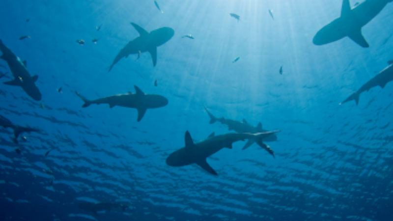 Statement from SHARKPROJECT International and International Pole & Line Foundation