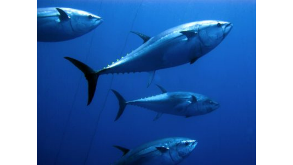 Tracking the Indonesian one-by-one tuna FIPs progress