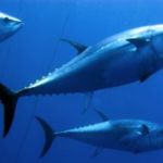 Tracking the Indonesian one-by-one tuna FIPs progress