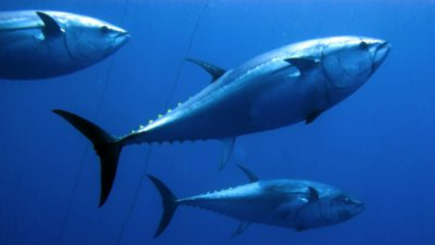Tracking the Indonesian one-by-one tuna FIPs progress