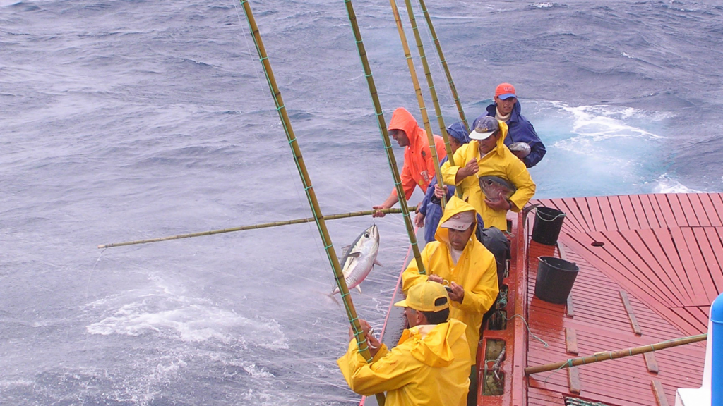 An Atlantic Ocean Tuna Crisis: power-plays, bigeye at risk, and coastal communities stepping up