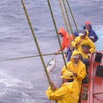 An Atlantic Ocean Tuna Crisis: power-plays, bigeye at risk, and coastal communities stepping up