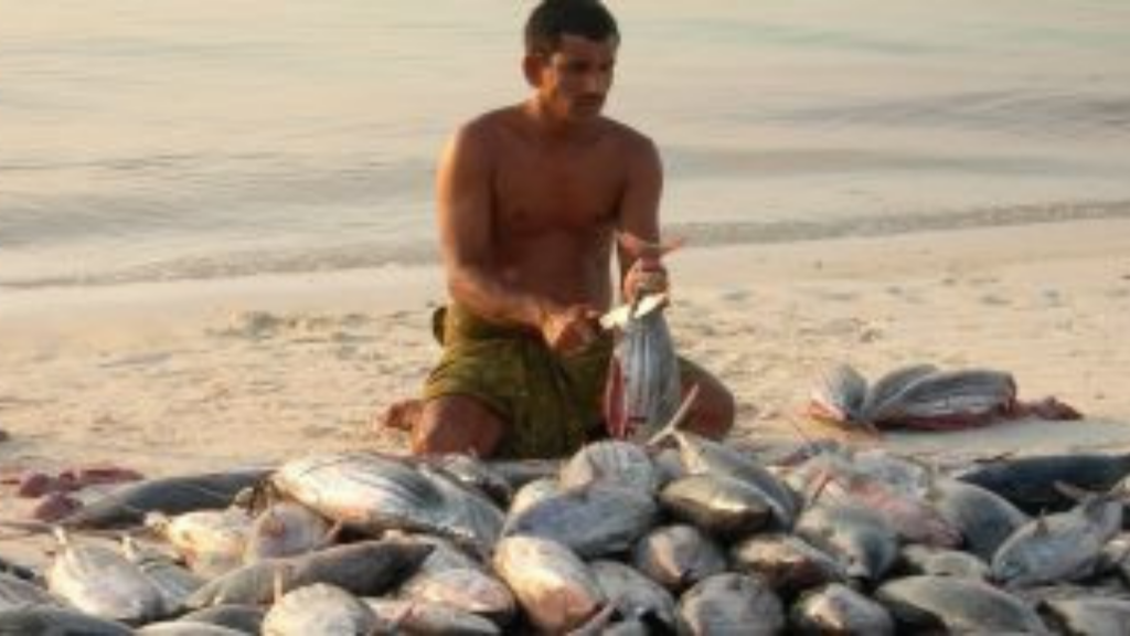 Fishery Showcase: Lakshadweep