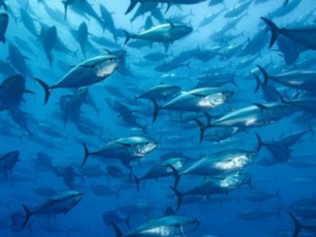 Sebentar lagi akan hadir, pertama di Indonesia, nelayan dengan sertifikat MSC (Marine Stewardship Council)