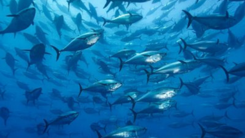 Sebentar lagi akan hadir, pertama di Indonesia, nelayan dengan sertifikat MSC (Marine Stewardship Council)