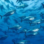 Indonesia closes in on landmark first MSC-certified fishery