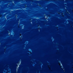 Endorsing the Azores Declaration