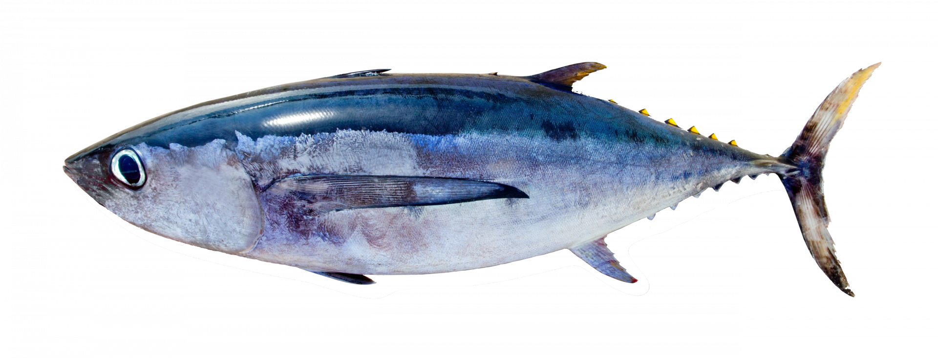 Learn About Tuna IPNLF