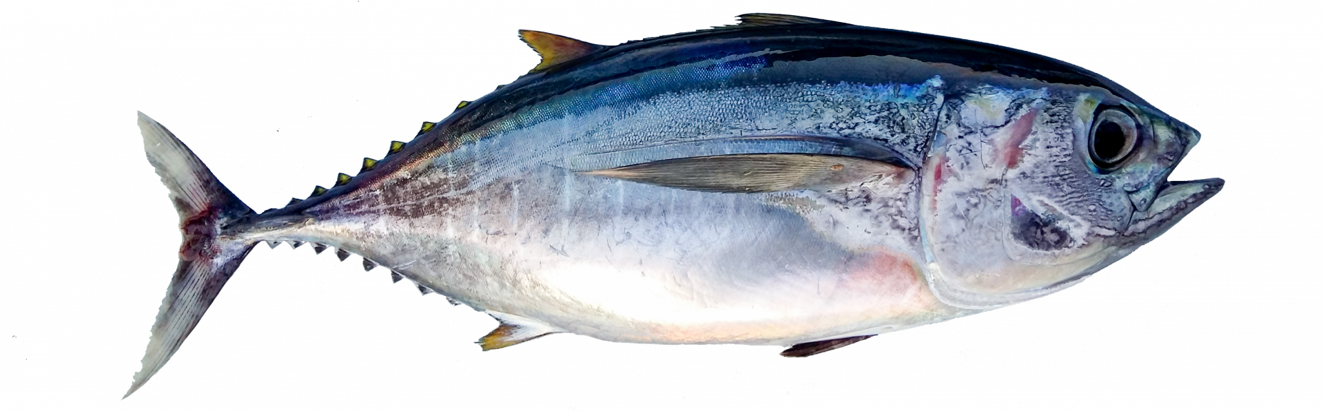 Learn About Tuna IPNLF