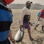 IPNLF release their Position Statement on catch allocation for bigeye tuna