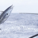 Future of Fish hails the Maldives’ new Fisheries Information System for one-by-one tuna as a big step forward for fisheries management