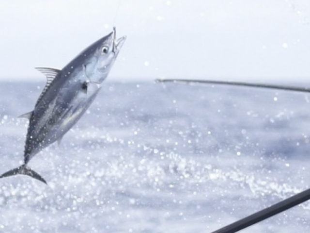 Future of Fish hails the Maldives’ new Fisheries Information System for one-by-one tuna as a big step forward for fisheries management