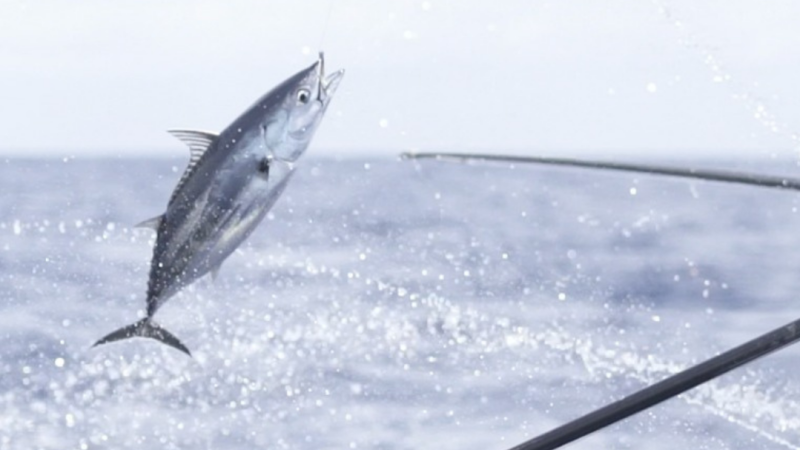 Future of Fish hails the Maldives’ new Fisheries Information System for one-by-one tuna as a big step forward for fisheries management