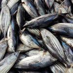 IPNLF Position Statement  18th Regular Session of the Western and Central Pacific Fisheries Commission (WCPFC)