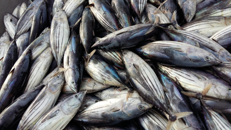 IPNLF Position Statement  18th Regular Session of the Western and Central Pacific Fisheries Commission (WCPFC)