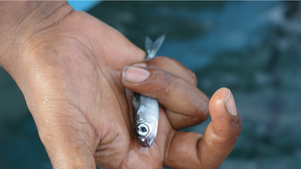 UNDP/GEF-SGP Supports Conservation and Management of  Livebait Fishery in the Maldives