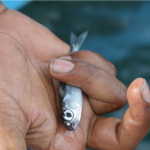 UNDP/GEF-SGP Supports Conservation and Management of  Livebait Fishery in the Maldives