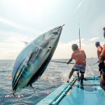 Fisheries Information System officially launched for one-by-one tuna fisheries in the Maldives