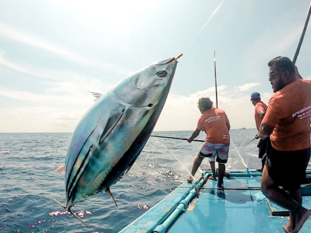 Fisheries Information System officially launched for one-by-one tuna fisheries in the Maldives