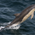 How to purchase tuna with a clear conscience; a guest blog from Whale and Dolphin Conservation (WDC)