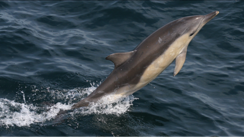 How to purchase tuna with a clear conscience; a guest blog from Whale and Dolphin Conservation (WDC)