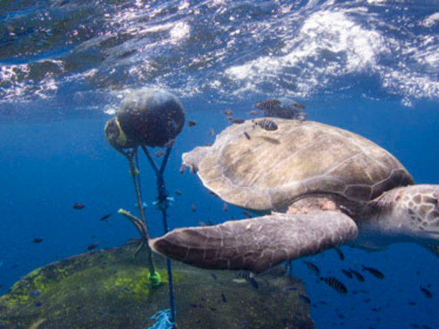 IOTC November Special Session – Joint Position Statement