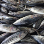 Maldives pole-and-line skipjack; Tuna you can trust